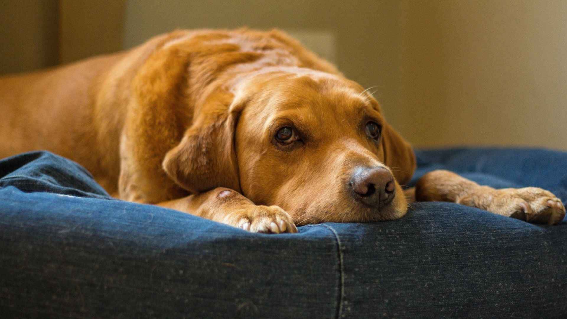 Perro senior